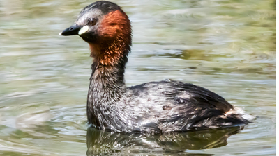 Küçük Batağan - Tachybaptus ruficollis kuş fotoğrafı