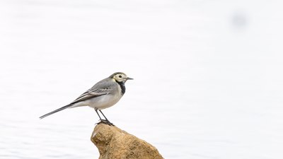 Ak Kuyruksallayan - Motacilla alba kuş fotoğrafı