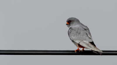 Ala Doğan - Falco vespertinus kuş fotoğrafı