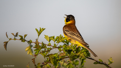 Karabaşlı Çinte - Emberiza melanocephala kuş fotoğrafı