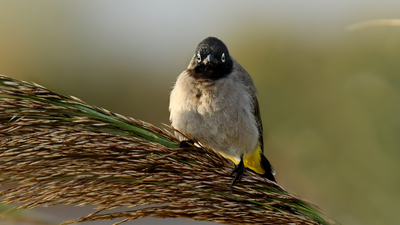 Arapbülbülü - Pycnonotus xanthopygos kuş fotoğrafı