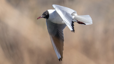 Karabaş Martı - Chroicocephalus ridibundus kuş fotoğrafı