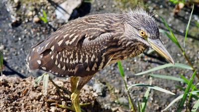 Gece Balıkçılı (Nycticorax nycticorax) - Kastamonu / Abana kuş fotoğrafı