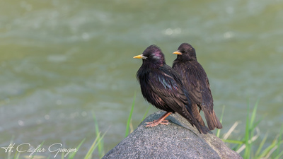 Sığırcık (Sturnus vulgaris) - Van / Muradiye kuş fotoğrafı