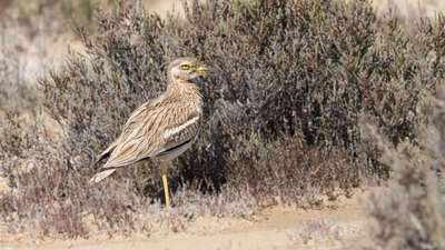 Kocagöz - Burhinus oedicnemus kuş fotoğrafı