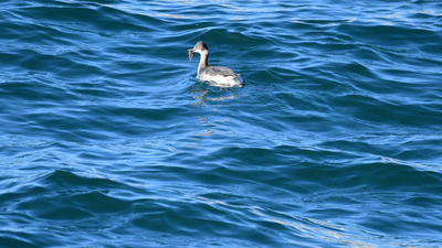 Karaboyunlu Batağan - Podiceps nigricollis kuş fotoğrafı