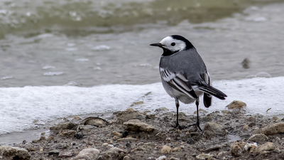 Ak kuyruksallayan (Motacilla alba) - Ankara / Gölbaşı kuş fotoğrafı