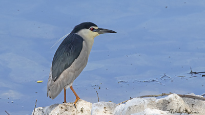 Gece Balıkçılı - Nycticorax nycticorax kuş fotoğrafı