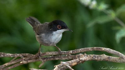 Maskeli Ötleğen - Curruca melanocephala kuş fotoğrafı