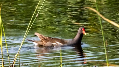 Sutavuğu - Gallinula chloropus kuş fotoğrafı