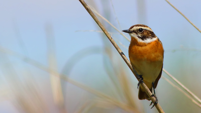 Çayır Taşkuşu (Saxicola rubetra) - Malatya / Battalgazi kuş fotoğrafı