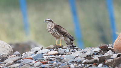 Atmaca (Accipiter nisus) - Rize / Merkez kuş fotoğrafı