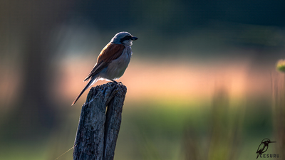 Kızılsırtlı Örümcekkuşu (Lanius collurio) - - / - kuş fotoğrafı
