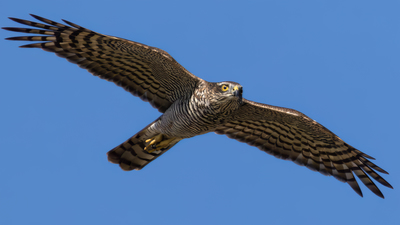 Atmaca (Accipiter nisus) - İstanbul / Küçükçekmece kuş fotoğrafı