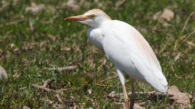 Sığır Balıkçılı - Ardea ibis kuş fotoğrafı
