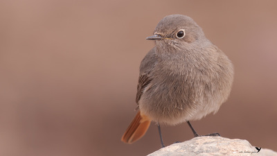 Kara Kızılkuyruk (Phoenicurus ochruros) - Hatay / Kırıkhan kuş fotoğrafı