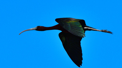 Çeltikçi (Plegadis falcinellus) - İzmir / Çeşme kuş fotoğrafı