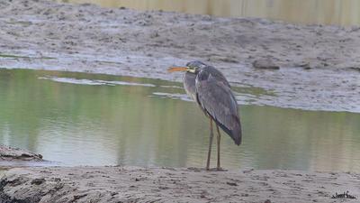 Gri Balıkçıl - Ardea cinerea kuş fotoğrafı