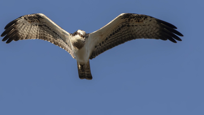 Balık Kartalı - Pandion haliaetus kuş fotoğrafı