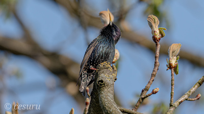 Sığırcık - Sturnus vulgaris kuş fotoğrafı