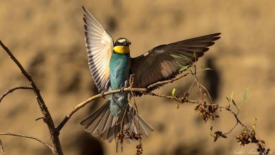 Arıkuşu - Merops apiaster kuş fotoğrafı