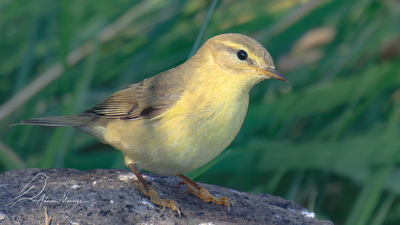 Söğütbülbülü - Phylloscopus trochilus