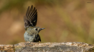 Çalıkuşu - Regulus regulus kuş fotoğrafı