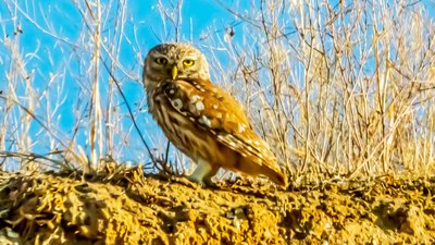 Kukumav (Athene noctua) - Edirne / Süloğlu kuş fotoğrafı