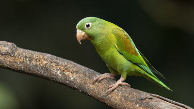 Liste dışı