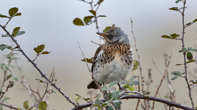 Tarla Ardıcı (Turdus pilaris) - İstanbul / Başakşehir kuş fotoğrafı