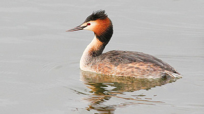 Bahri - Podiceps cristatus kuş fotoğrafı