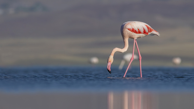 Flamingo