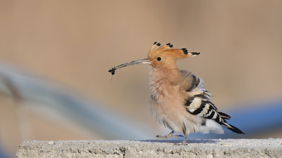 İbibik - Upupa epops kuş fotoğrafı