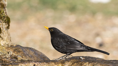 Karatavuk (Turdus merula) - Burdur / Merkez kuş fotoğrafı