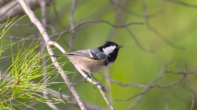 Çam Baştankarası (Periparus ater) - Antalya / Kemer kuş fotoğrafı