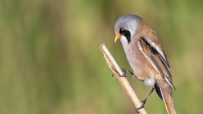Bıyıklı Baştankara (Panurus biarmicus) - Ankara / Gölbaşı kuş fotoğrafı