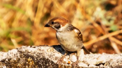 Ağaç Serçesi - Passer montanus kuş fotoğrafı