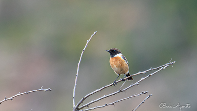 Taşkuşu - Saxicola rubicola kuş fotoğrafı