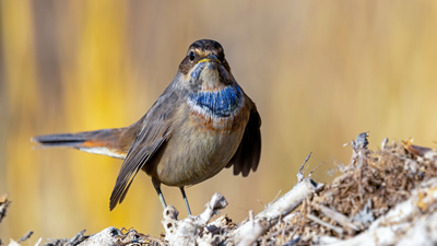 Mavigerdan (Luscinia svecica) - Ankara / Gölbaşı kuş fotoğrafı