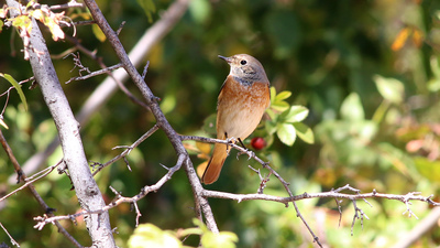 Kızılkuyruk - Phoenicurus phoenicurus kuş fotoğrafı