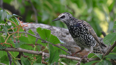 Sığırcık (Sturnus vulgaris) - Ankara / Çankaya kuş fotoğrafı