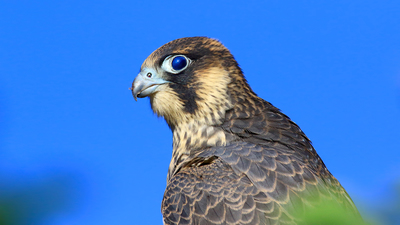 Gök Doğan - Falco peregrinus kuş fotoğrafı