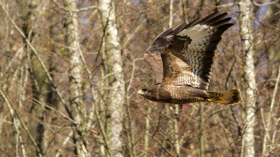 Şahin (Buteo buteo) - İstanbul / Şile kuş fotoğrafı