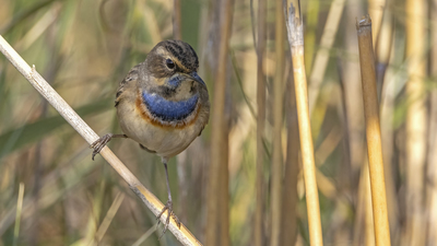 Mavigerdan - Luscinia svecica kuş fotoğrafı