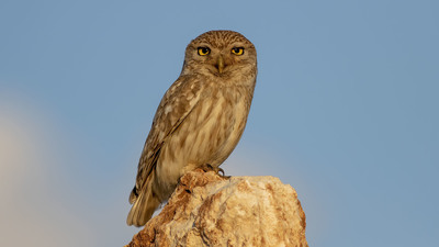 Kukumav (Athene noctua) - Şanlıurfa / Bozova kuş fotoğrafı