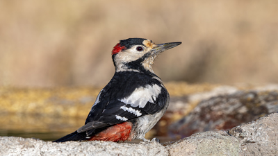 Alaca Ağaçkakan (Dendrocopos syriacus) - Afyonkarahisar / Merkez kuş fotoğrafı