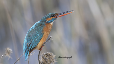Yalıçapkını - Alcedo atthis kuş fotoğrafı