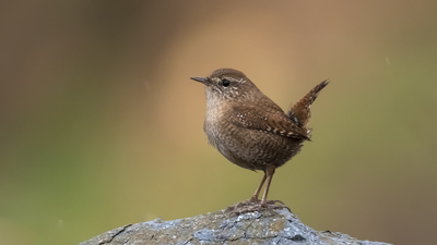 Çıtkuşu - Troglodytes troglodytes kuş fotoğrafı