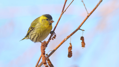 Karabaşlı İskete - Spinus spinus kuş fotoğrafı