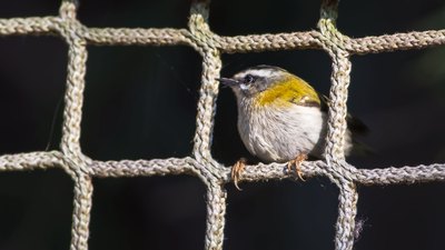 Sürmeli Çalıkuşu - Regulus ignicapilla kuş fotoğrafı